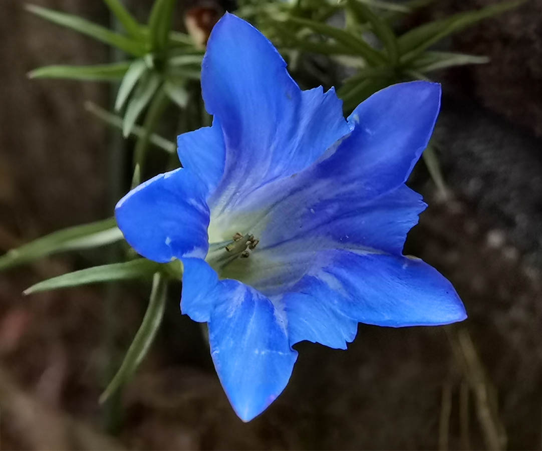 Gentiana sino-ornata